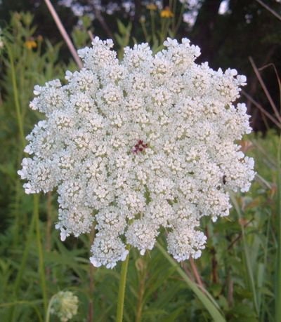 White Queen Anne's Lace Flower