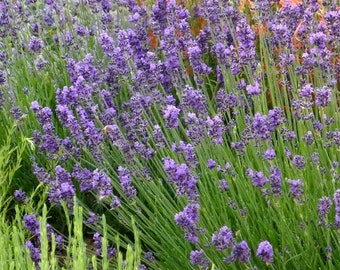 Lavender (Munstead Strain) Seeds