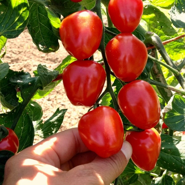 Tomato - Gardener's Sweetheart Cherry Tomato seeds