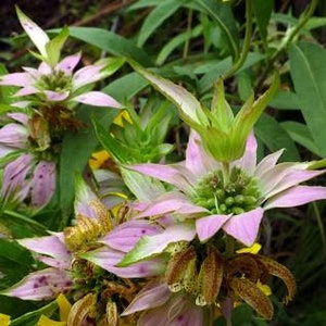 Spotted Bee Balm Seeds