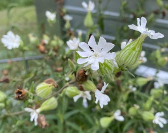 Douglas's Catchfly Seeds // Silene Douglasii
