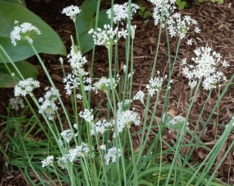 Garlic Chives Seeds