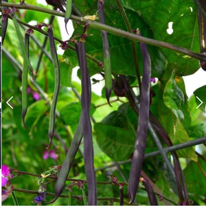 Purple Podded Pole Bean Seeds