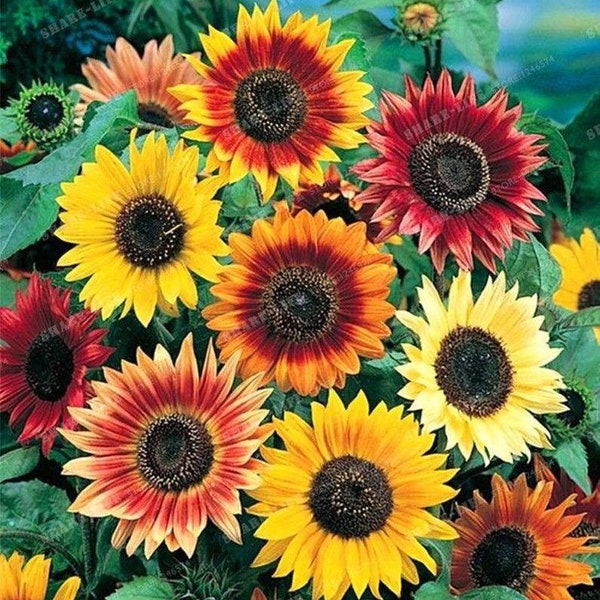 Sunflower Seeds for Planting Colored Etsy