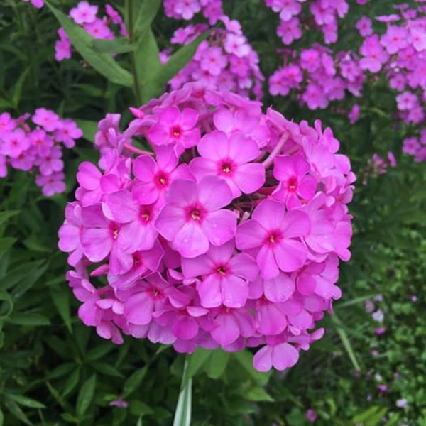 Tall Phlox - ‘Purple Flame’ seeds