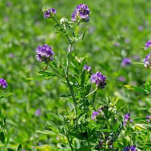 Purple Alfalfa Seeds