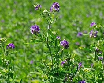 Purple Alfalfa Seeds