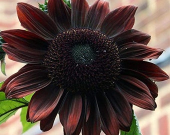 May include: A close-up of a dark red sunflower with a dark brown center. The petals are a deep burgundy color, with hints of red and brown. The center of the flower is a dark brown with a green center.