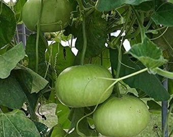 May include: A close-up of a green gourd growing on a vine. The gourd is round and has a smooth surface. The vine is green and has leaves.