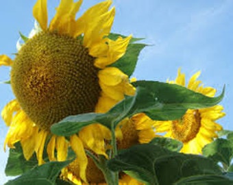 Sunflower - Titan Sunflower seeds