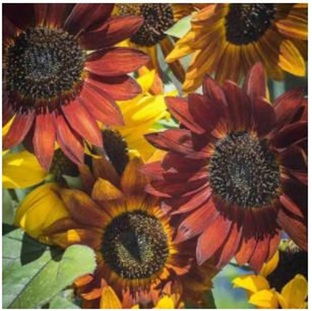 Sunflower Evening Colors Sunflowers Etsy