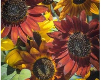 Sunflower - Evening Colors Sunflower seeds