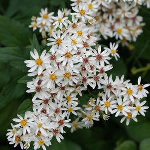 White Wood Aster (Calico Aster) Seeds