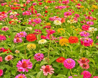 Zin Master Zinnia Seeds (a mix of 10 varieties)