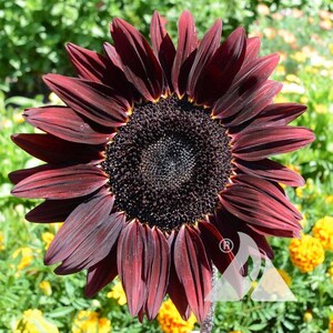 Sunflower - Chocolate Cherry Sunflower seeds