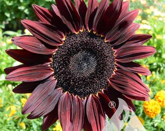 Sunflower - Chocolate Cherry Sunflower seeds