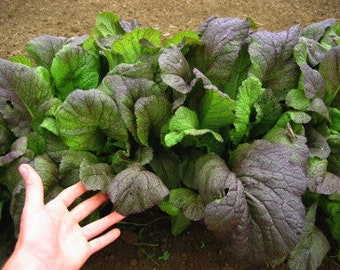 Mustard ‘Red Giant’ Seeds