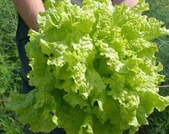 Black Seeded Simpson Lettuce Seeds