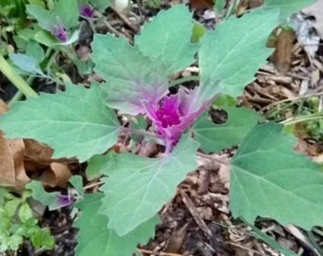 Purple Lambsquarter Seeds Etsy