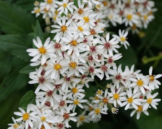 Aster Duchess Tall White Seeds callistephus Tall Paeony Duchess White