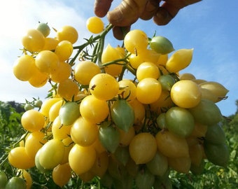 Tomaten - Barry's Crazy Cherry Samen