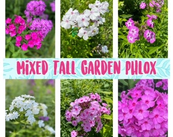 Mixed Color Tall Garden Phlox seeds
