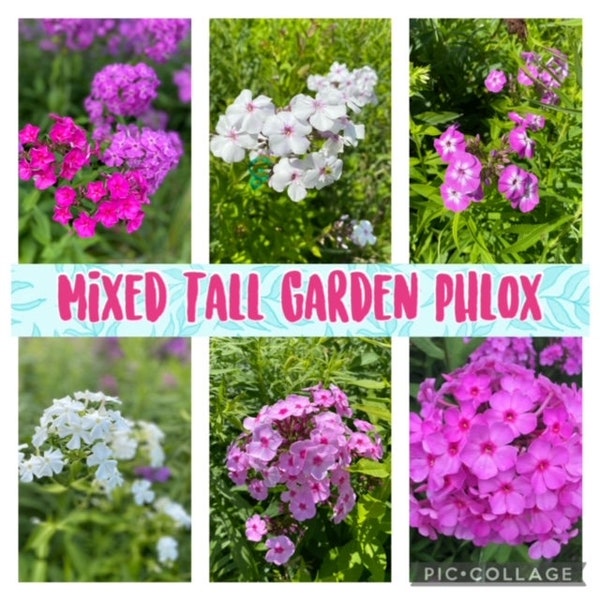 Mixed Color Tall Garden Phlox seeds