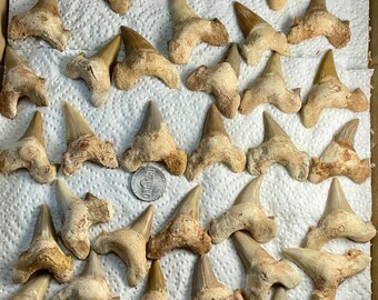 one Large, Fossil Shark Tooth (Otodus) - Morocco ,Fossil Shark Tooth  - Fossil Collectible and Display Specimen