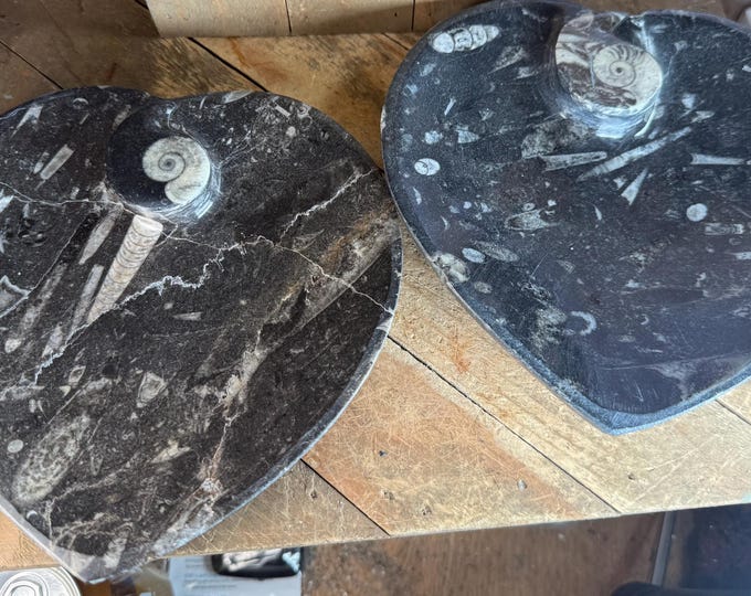 BIG Natural Ammonite and Orthoceras Fossil Heart Plate,  6.5 inches.