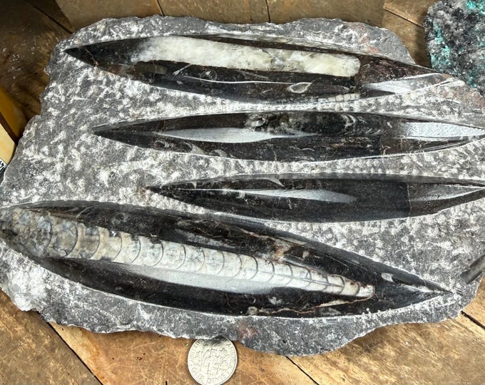Fossil Orthoceras Plaque | Polished Specimen Sculpture 8.8 inch