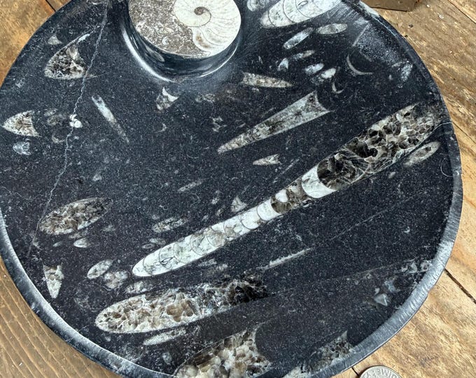 BIG Natural Ammonite and Orthoceras Fossil round Plate 6.4 inches