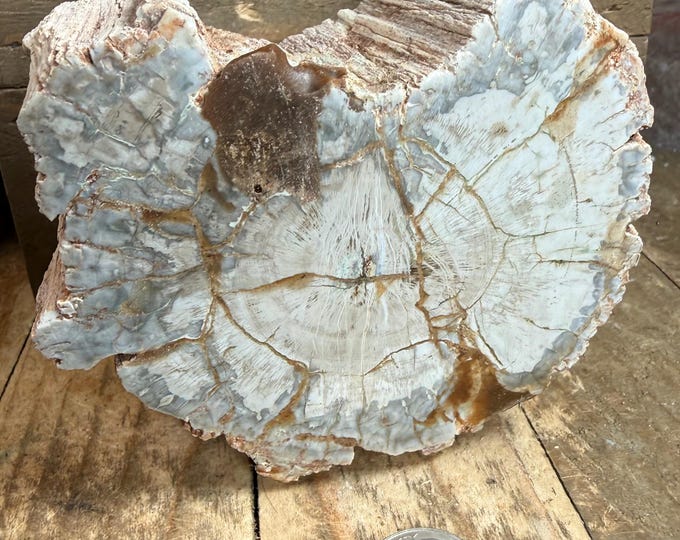 Natural Petrified Wood Log from Madagascar 1.5 lbs, 3.8 inch with imperfections