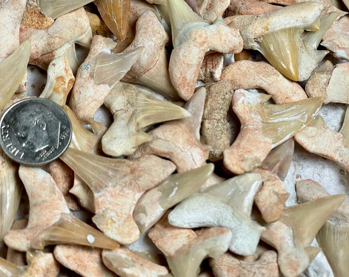 one, Fossil Shark Tooth (Otodus) - Morocco ,Fossil Shark Tooth  - Fossil Collectible and Display Specimen