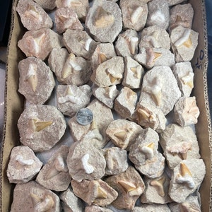 one Fossil Mackerel Shark Tooth in Matrix ,Fossil Shark Tooth in Matrix - Fossil Collectible and Display Specimen