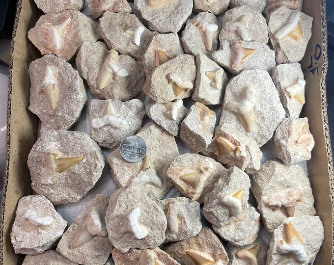 one Fossil Mackerel Shark Tooth in Matrix ,Fossil Shark Tooth in Matrix - Fossil Collectible and Display Specimen