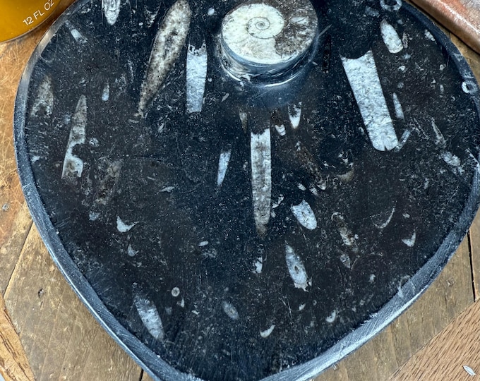 BIG Natural Ammonite and Orthoceras Fossil Heart Plate,  6.5 inches.