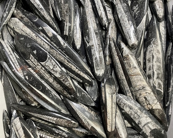 Natural Polished Orthoceras Fossil Point, 80-140mm