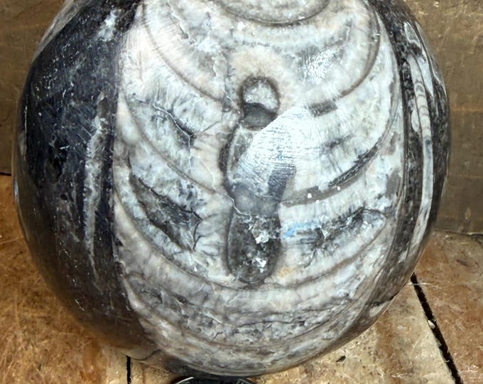 Polished Orthoceras Fossil Sphere (62mm)