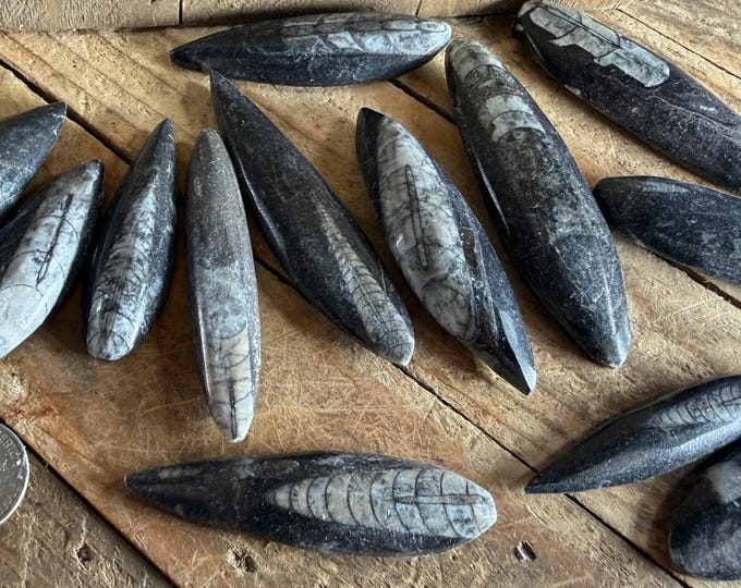 Natural Polished Orthoceras Fossil Point, 45-65mm