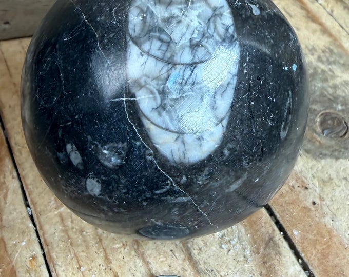 Polished Orthoceras Fossil Sphere (45mm)