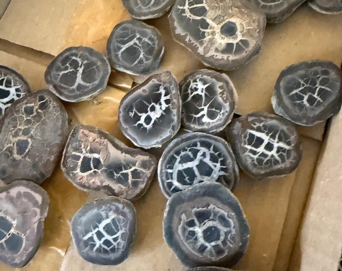 one Cut Septarian Nodule Halve, Morocco