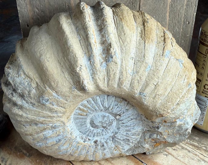 Hand-Selected Ammonite Fossil from Agadir, Morocco – Raw Cephalopod Fossil for Collectors 6inch. 4+ lbs