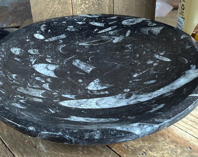 Natural Orthoceras Polished Fossil Bowl, 7.5 inch