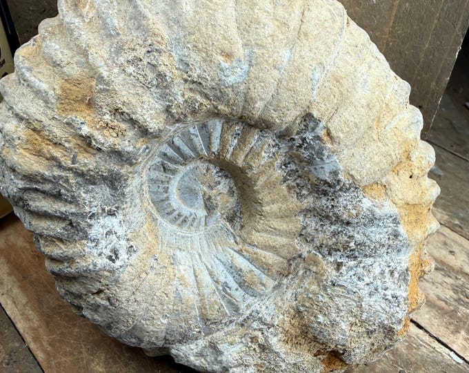 Hand-Selected Ammonite Fossil from Agadir, Morocco – Raw Cephalopod Fossil for Collectors 4.9 inch.