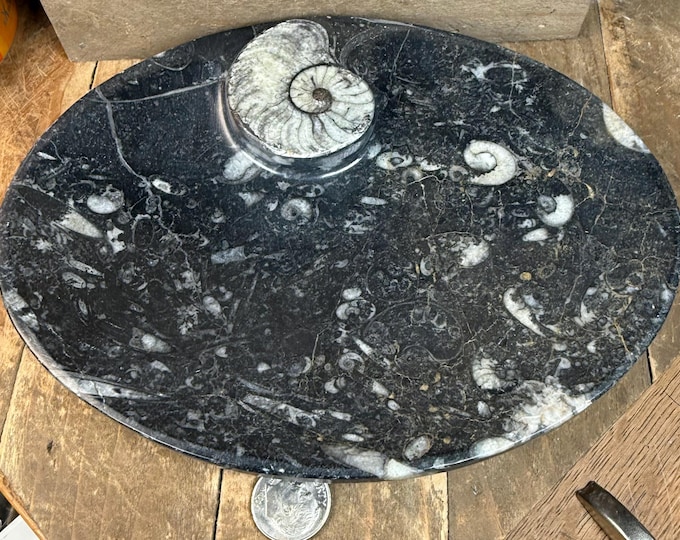 Natural Orthoceras/Ammonite Polished Fossil Bowl, Polished s Fossil Plate has imperfections 6.4 inches