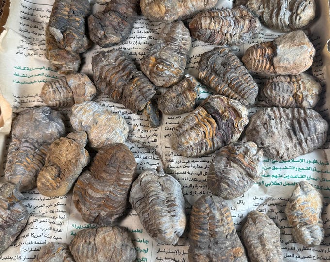 one small hand selected Trilobite Fossils