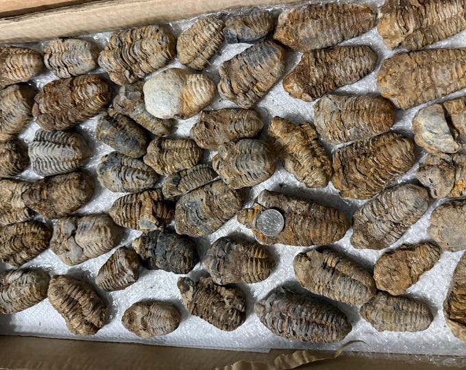 one Phacopid Trilobite Fossil, 1.2-3 inches, small trilobite fossil