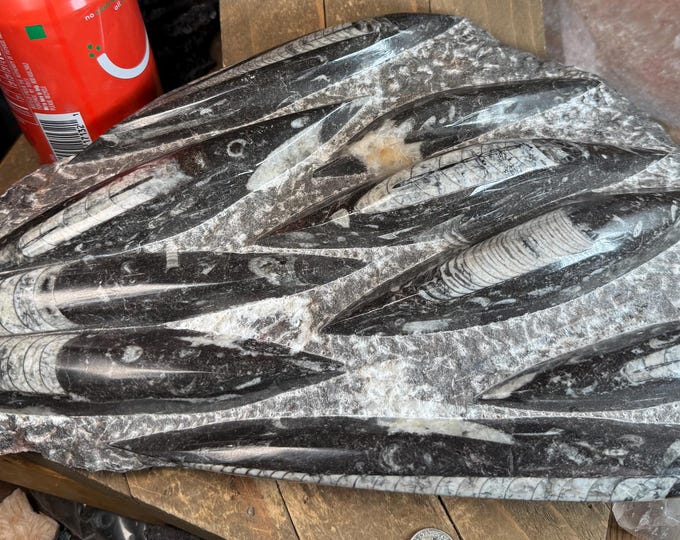 Large Fossil Orthoceras Plaque | Polished Specimen Sculpture rt4