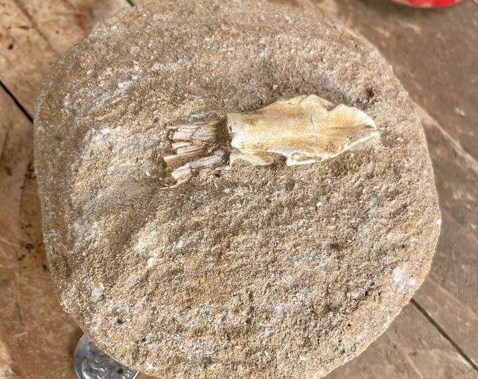 Cretaceous Fossil Fish  (Enchodus?) - Morocco  5