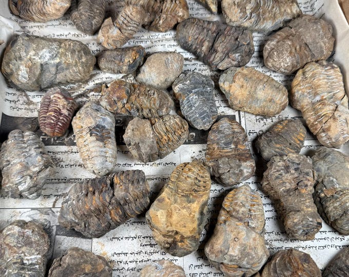 one small hand selected Trilobite Fossils